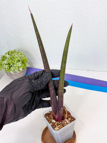 Sansevieria Pink Cell (y) | Color changes seasonally