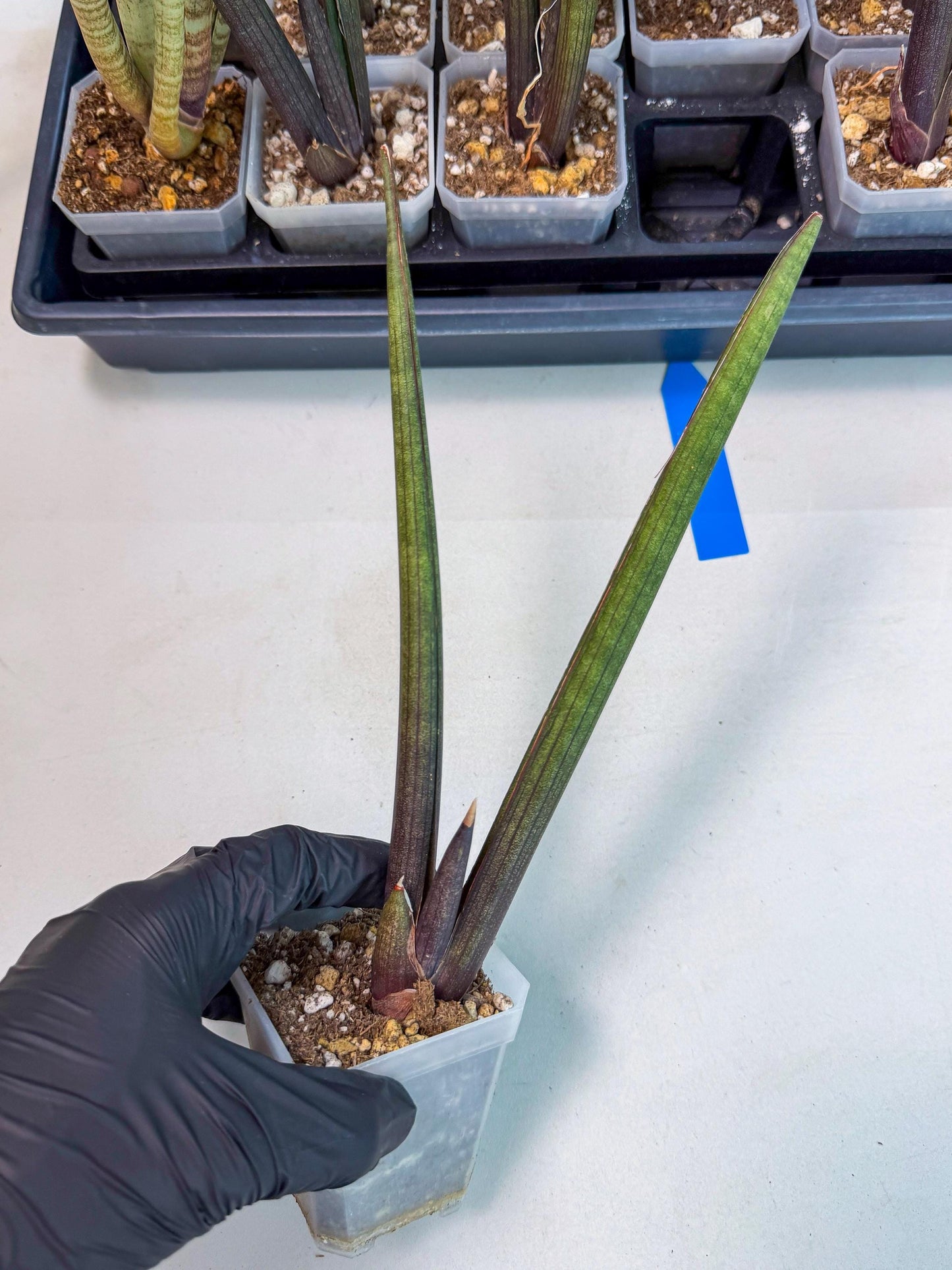 Sansevieria Pink Cell (b) | Color changes seasonally