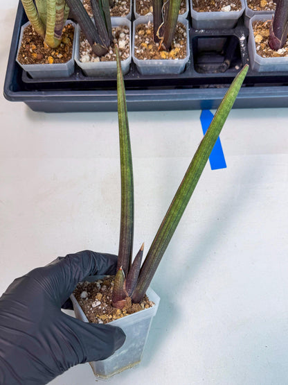 Sansevieria Pink Cell (b) | Color changes seasonally