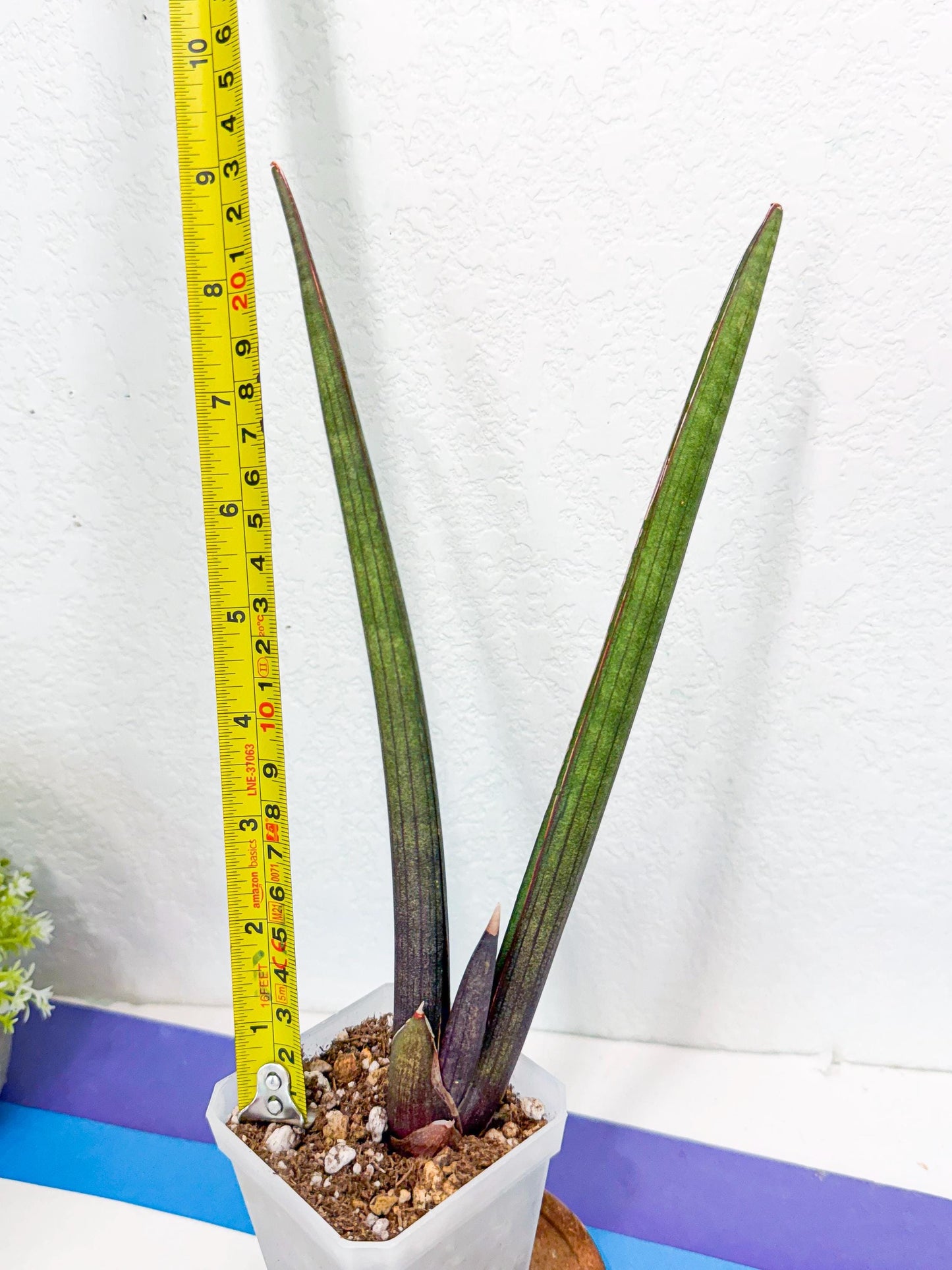 Sansevieria Pink Cell (b) | Color changes seasonally