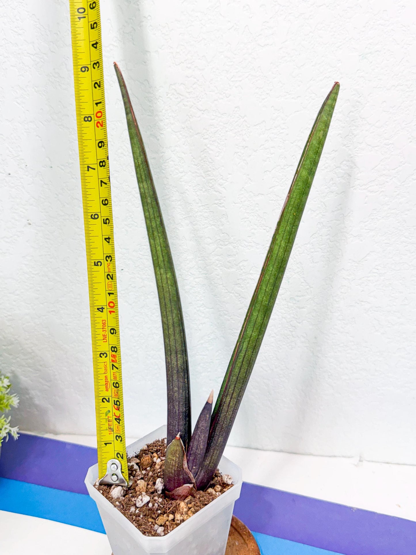 Sansevieria Pink Cell (b) | Color changes seasonally