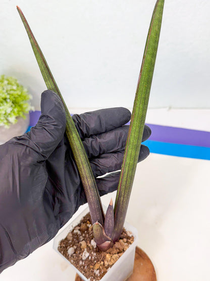 Sansevieria Pink Cell (b) | Color changes seasonally