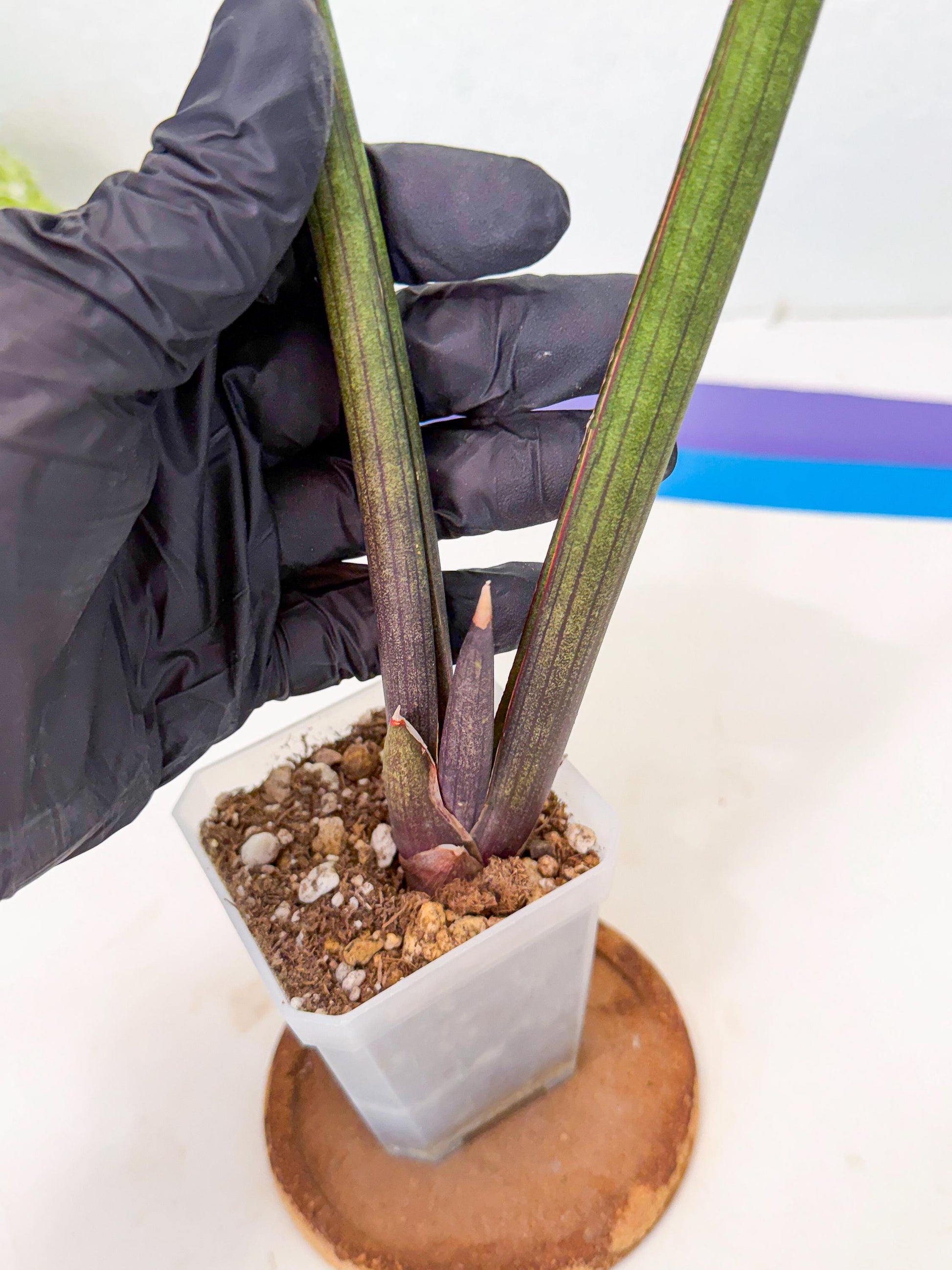 Sansevieria Pink Cell (b) | Color changes seasonally