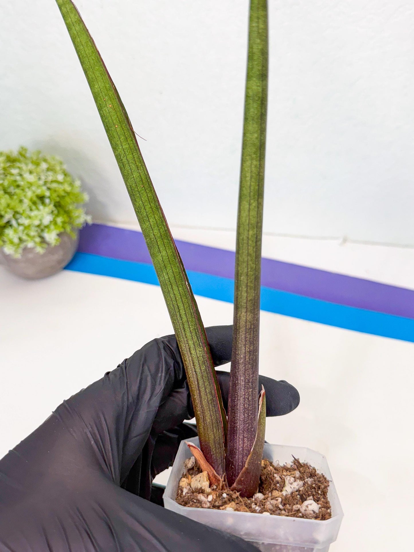 Sansevieria Pink Cell (b) | Color changes seasonally