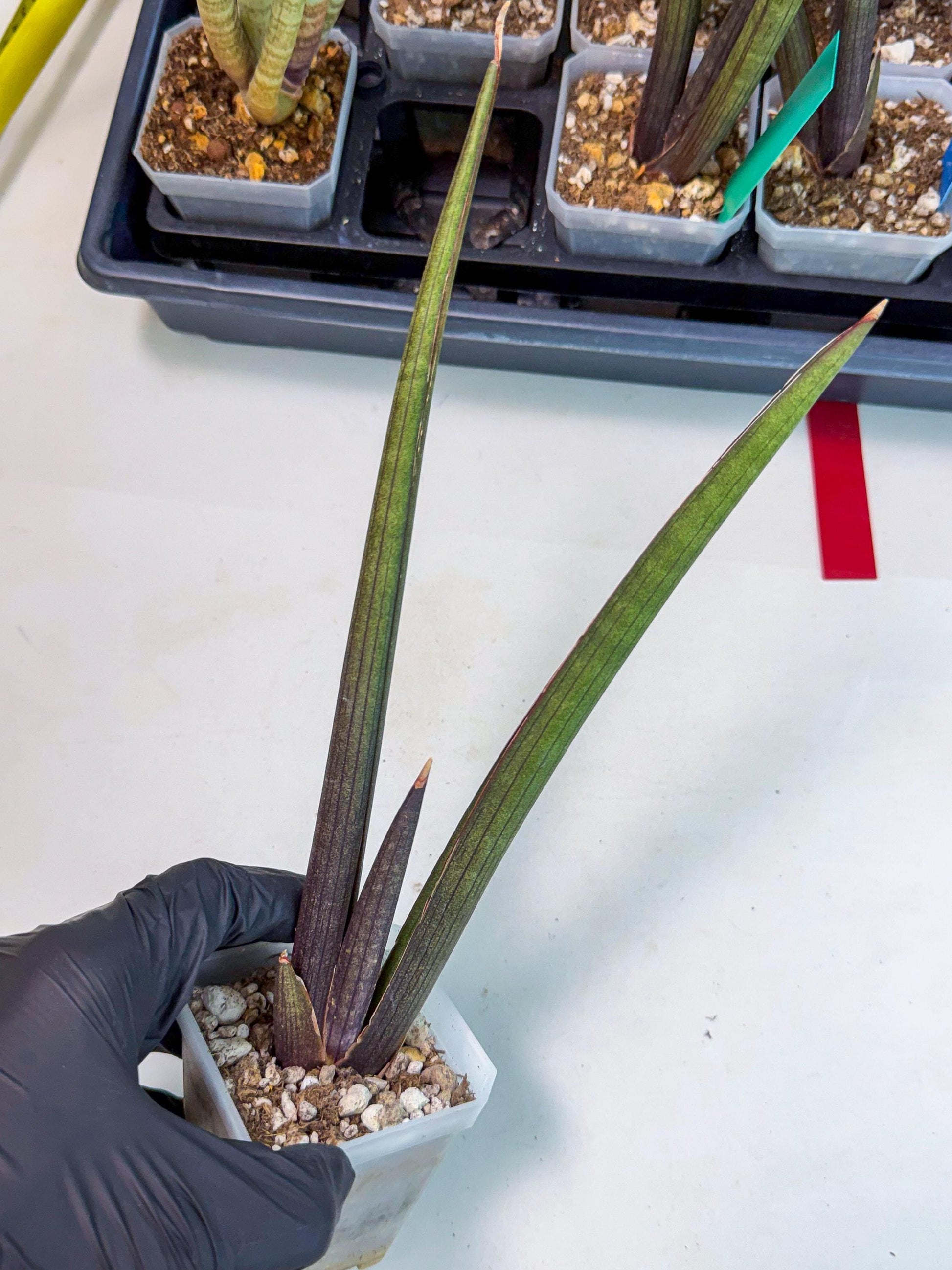 Sansevieria Pink Cell (r) | Color changes seasonally