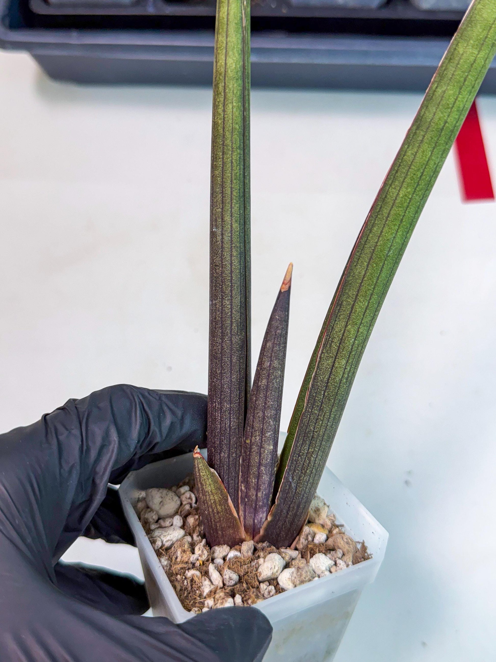 Sansevieria Pink Cell (r) | Color changes seasonally