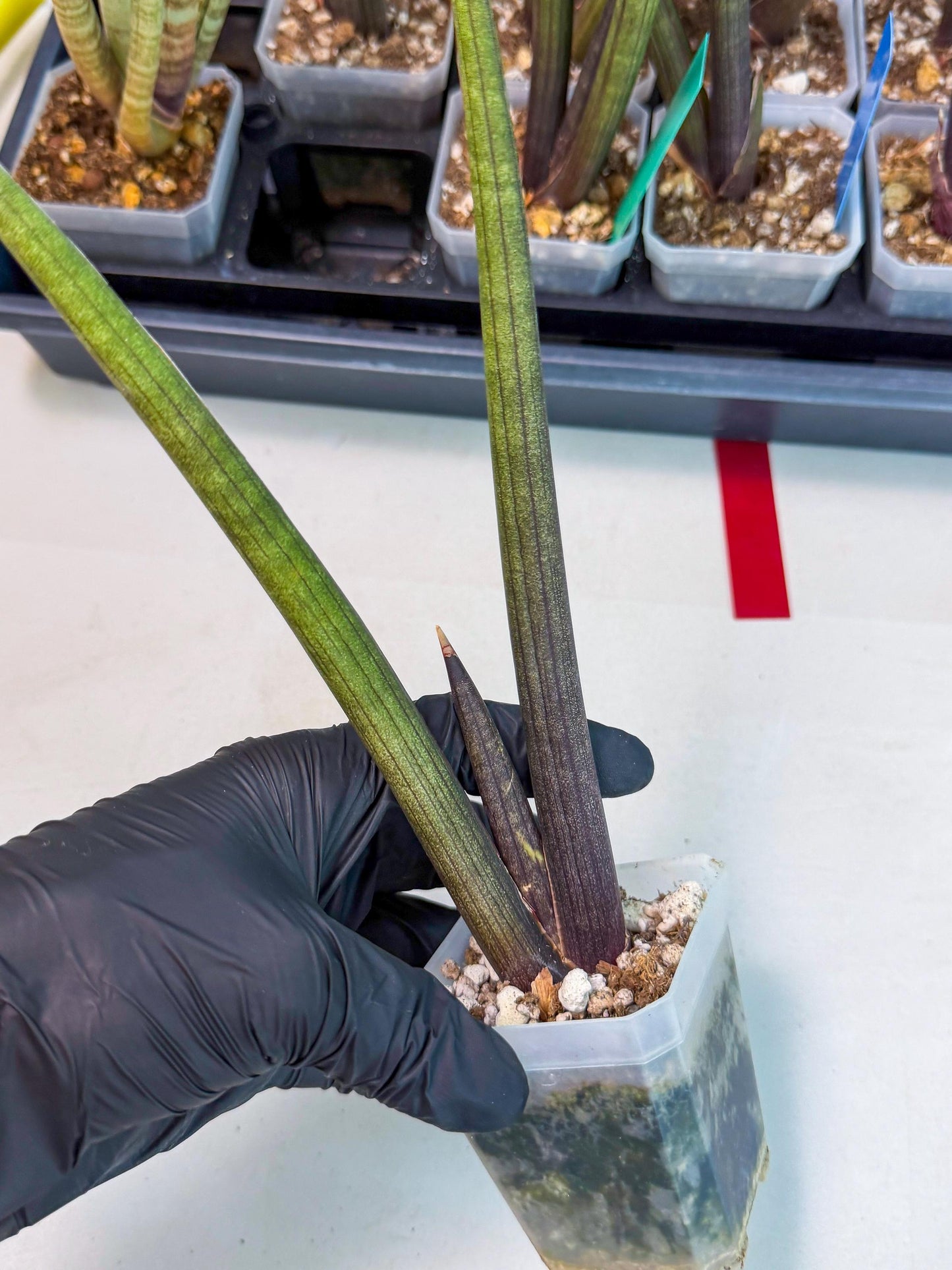 Sansevieria Pink Cell (r) | Color changes seasonally