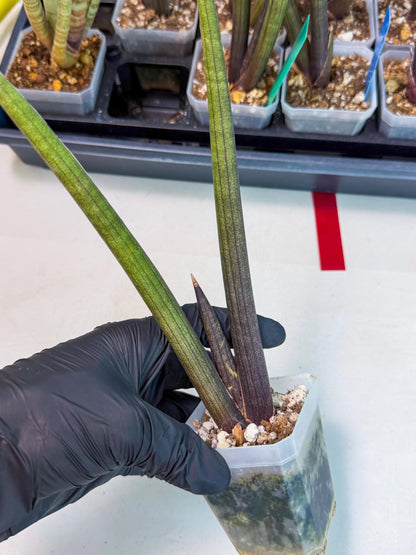 Sansevieria Pink Cell (r) | Color changes seasonally