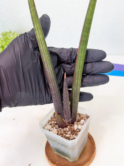 Sansevieria Pink Cell (r) | Color changes seasonally