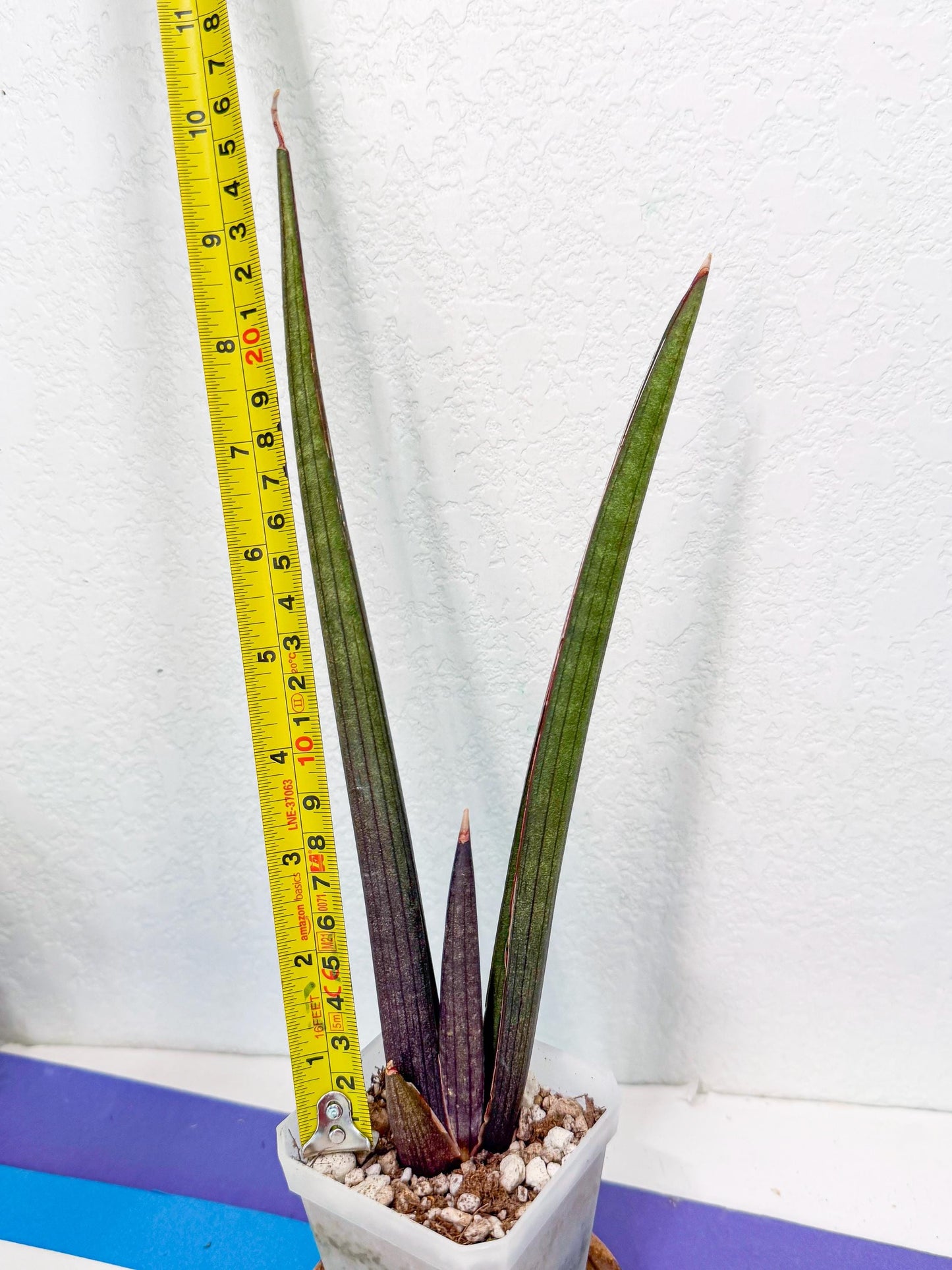 Sansevieria Pink Cell (r) | Color changes seasonally