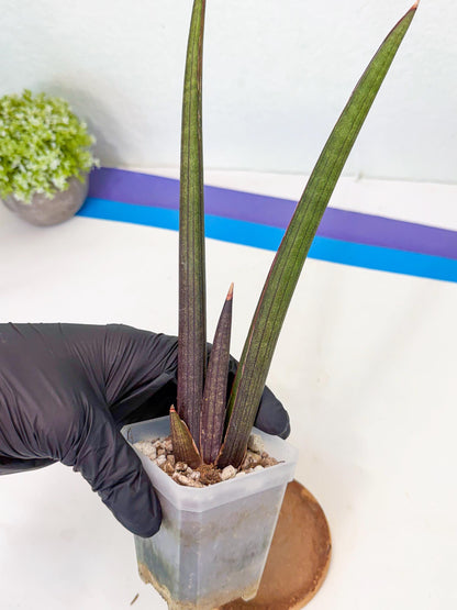 Sansevieria Pink Cell (r) | Color changes seasonally