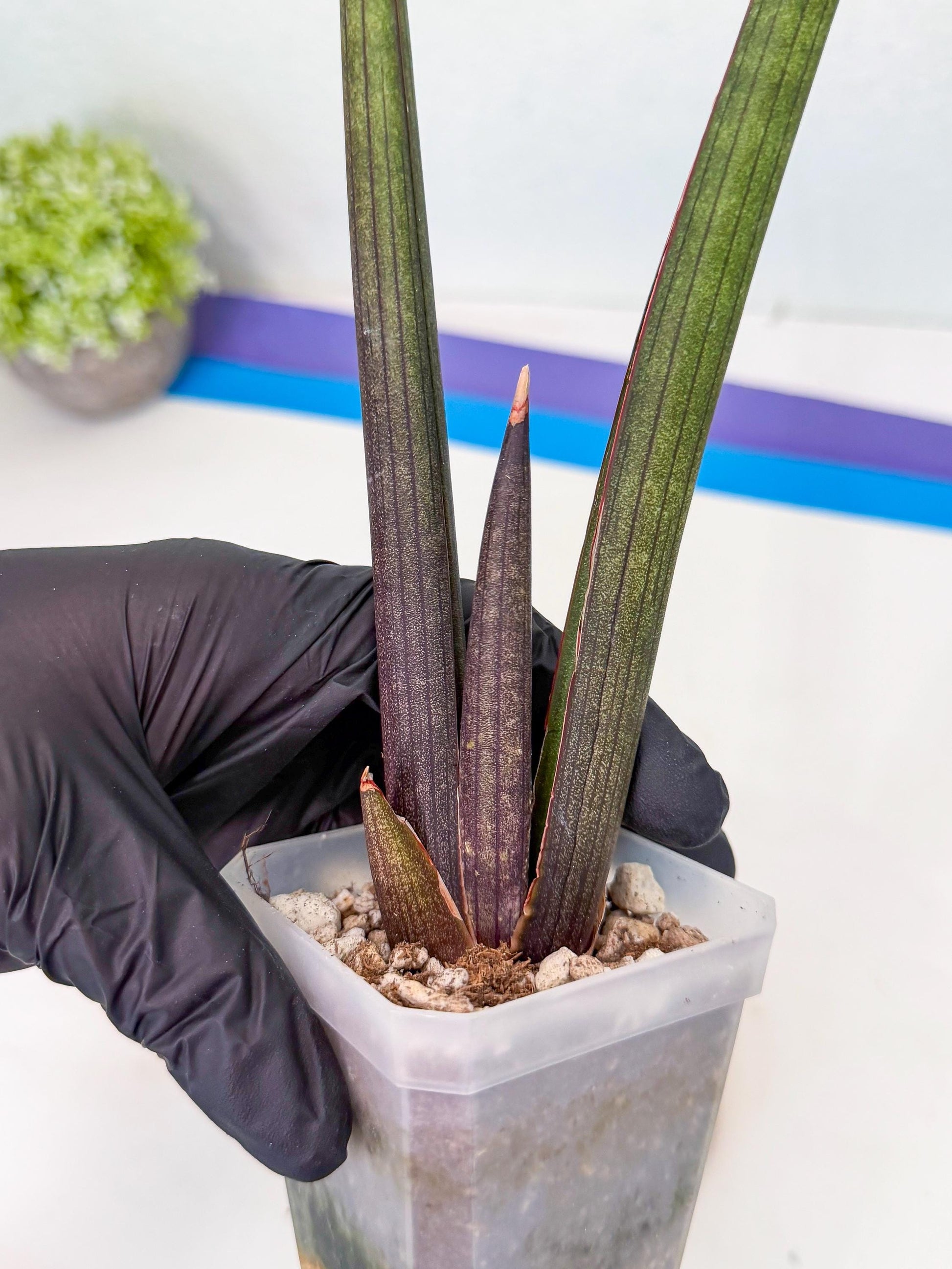 Sansevieria Pink Cell (r) | Color changes seasonally