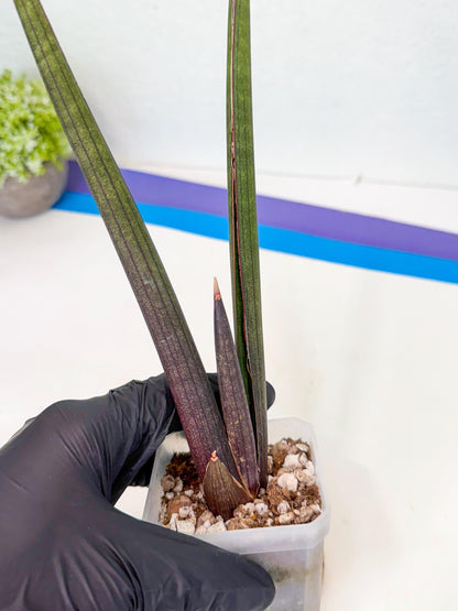 Sansevieria Pink Cell (r) | Color changes seasonally