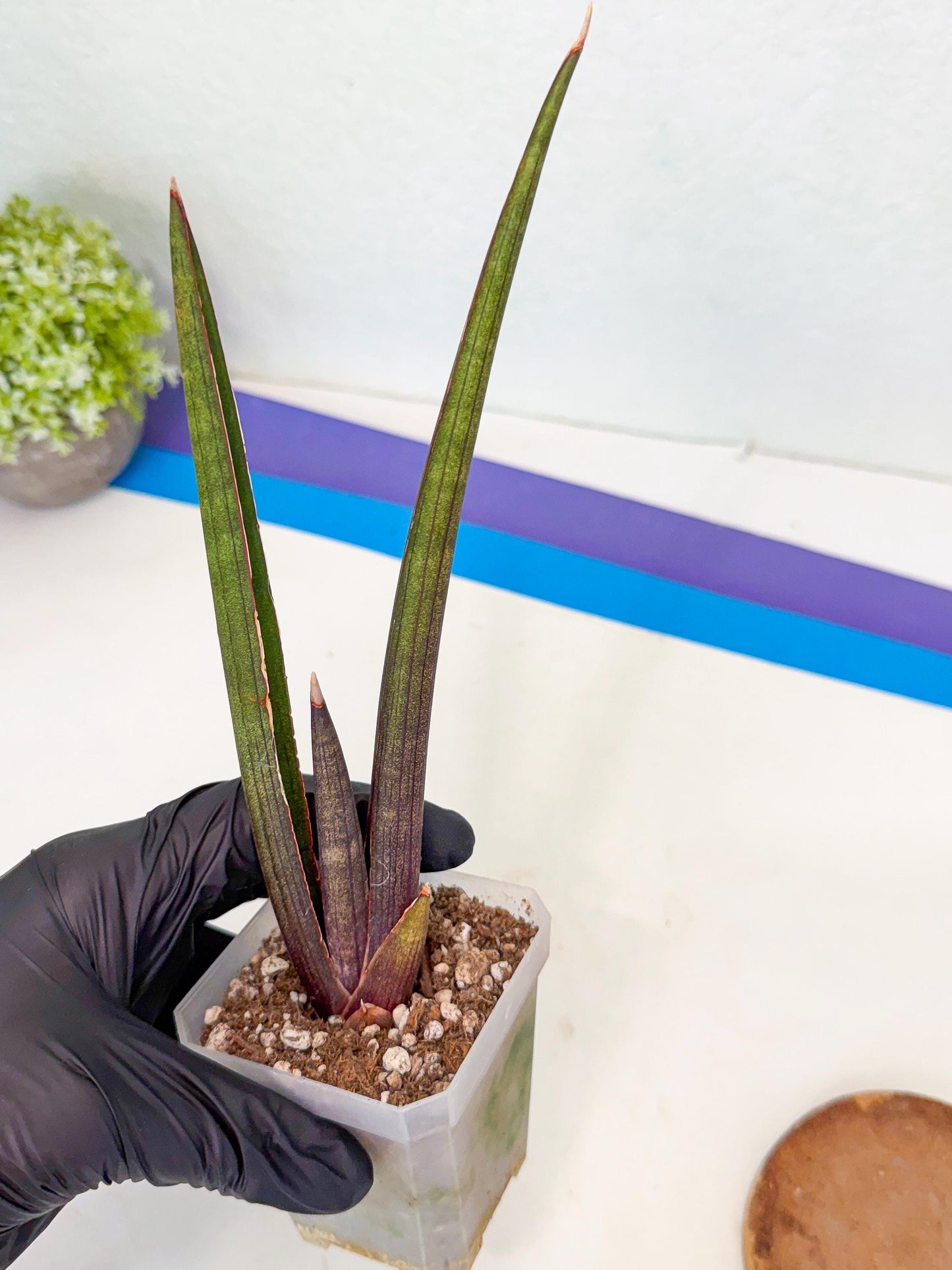 Sansevieria Pink Cell (1) | Color changes seasonally