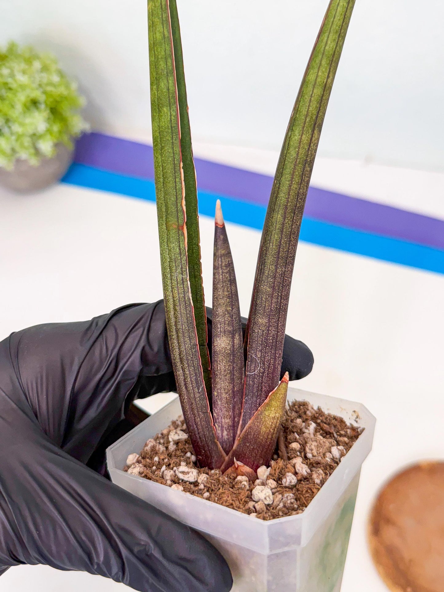Sansevieria Pink Cell (1) | Color changes seasonally