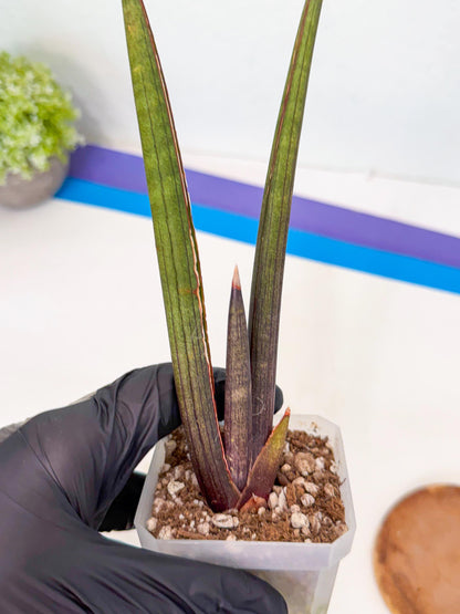 Sansevieria Pink Cell (1) | Color changes seasonally