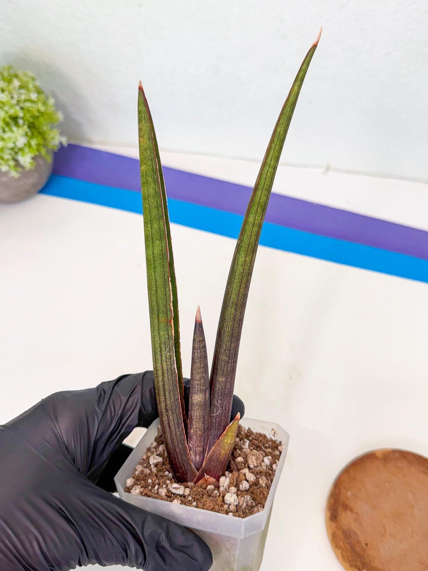 Sansevieria Pink Cell (1) | Color changes seasonally