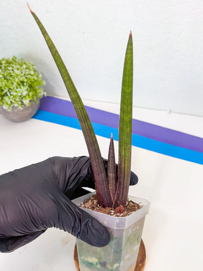 Sansevieria Pink Cell (1) | Color changes seasonally