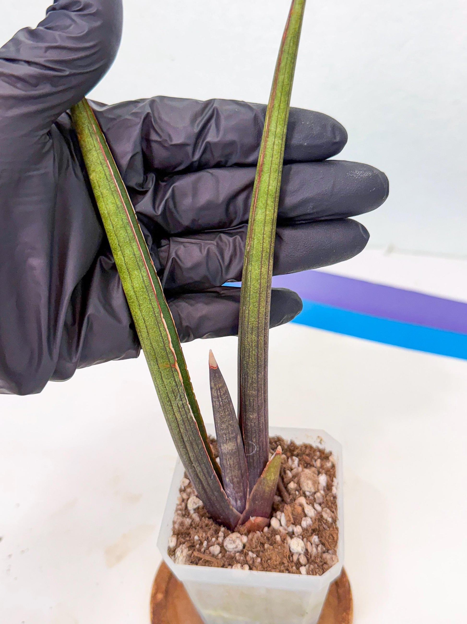 Sansevieria Pink Cell (1) | Color changes seasonally