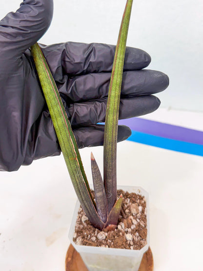 Sansevieria Pink Cell (1) | Color changes seasonally