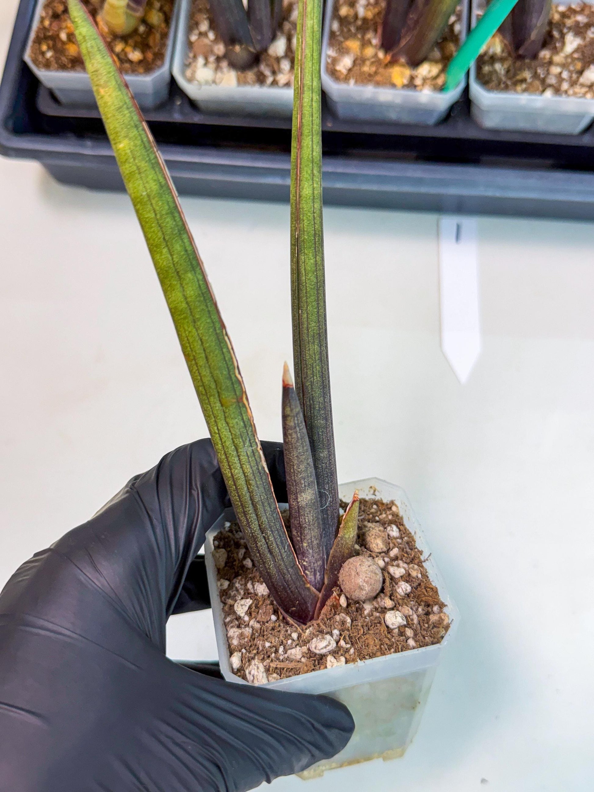 Sansevieria Pink Cell (1) | Color changes seasonally
