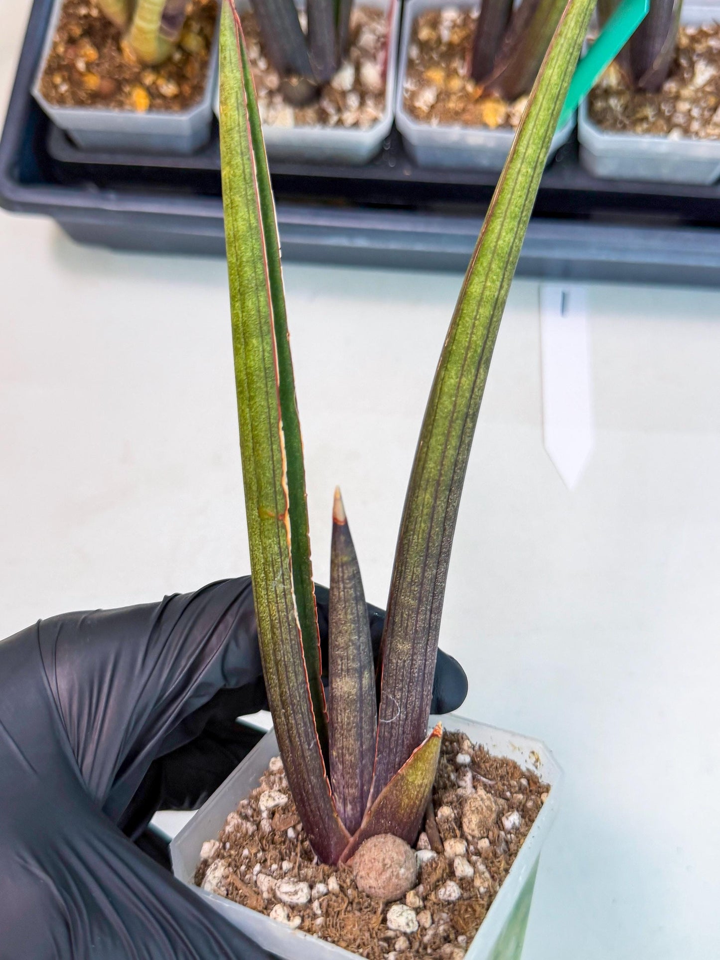 Sansevieria Pink Cell (1) | Color changes seasonally