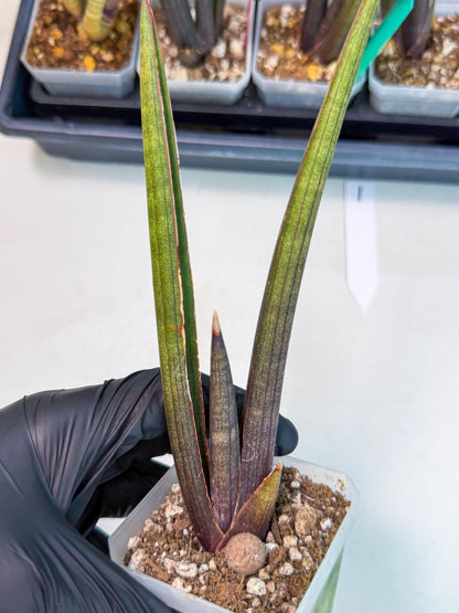 Sansevieria Pink Cell (1) | Color changes seasonally