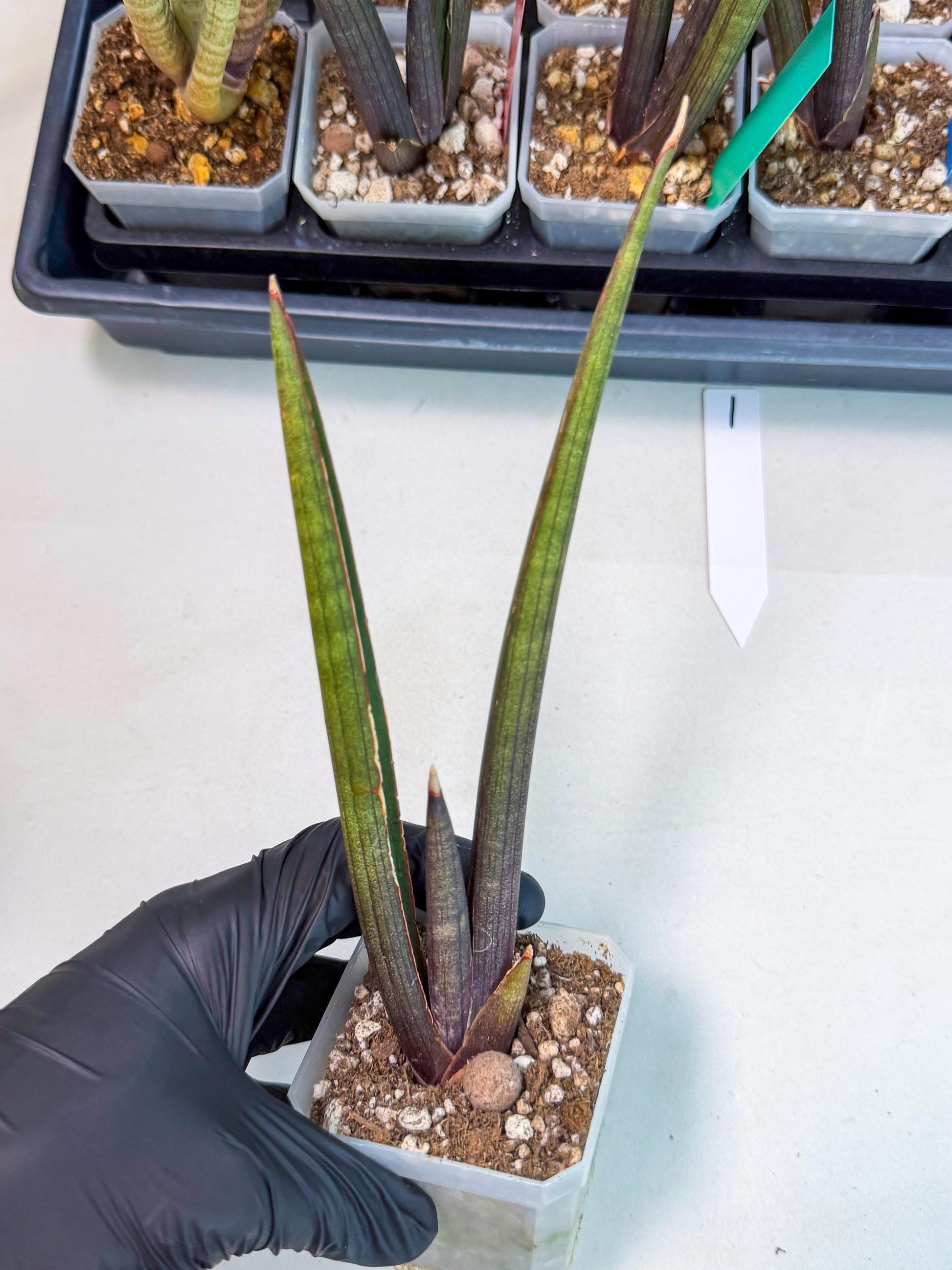 Sansevieria Pink Cell (1) | Color changes seasonally