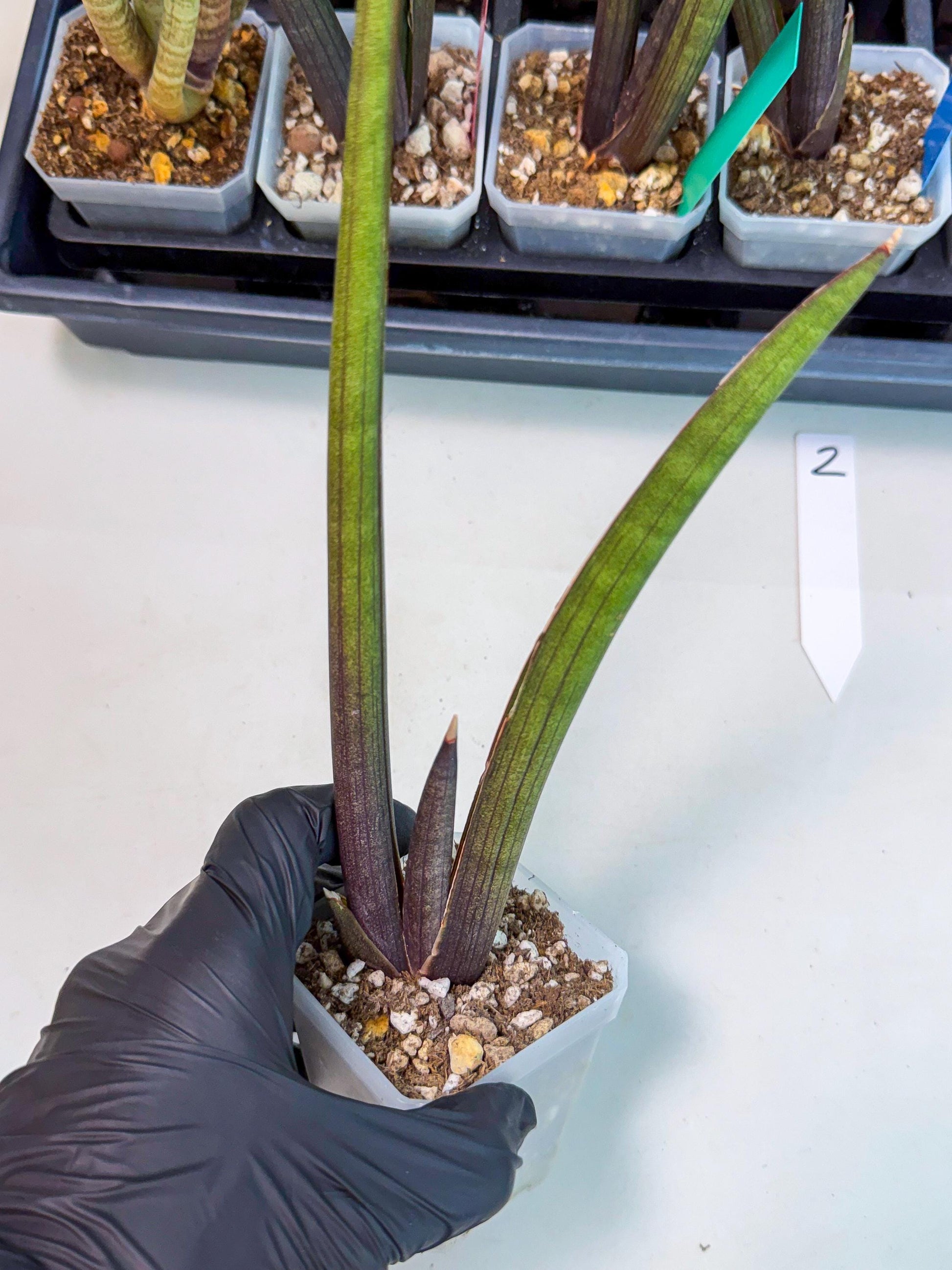 Sansevieria Pink Cell (2) | Color changes seasonally