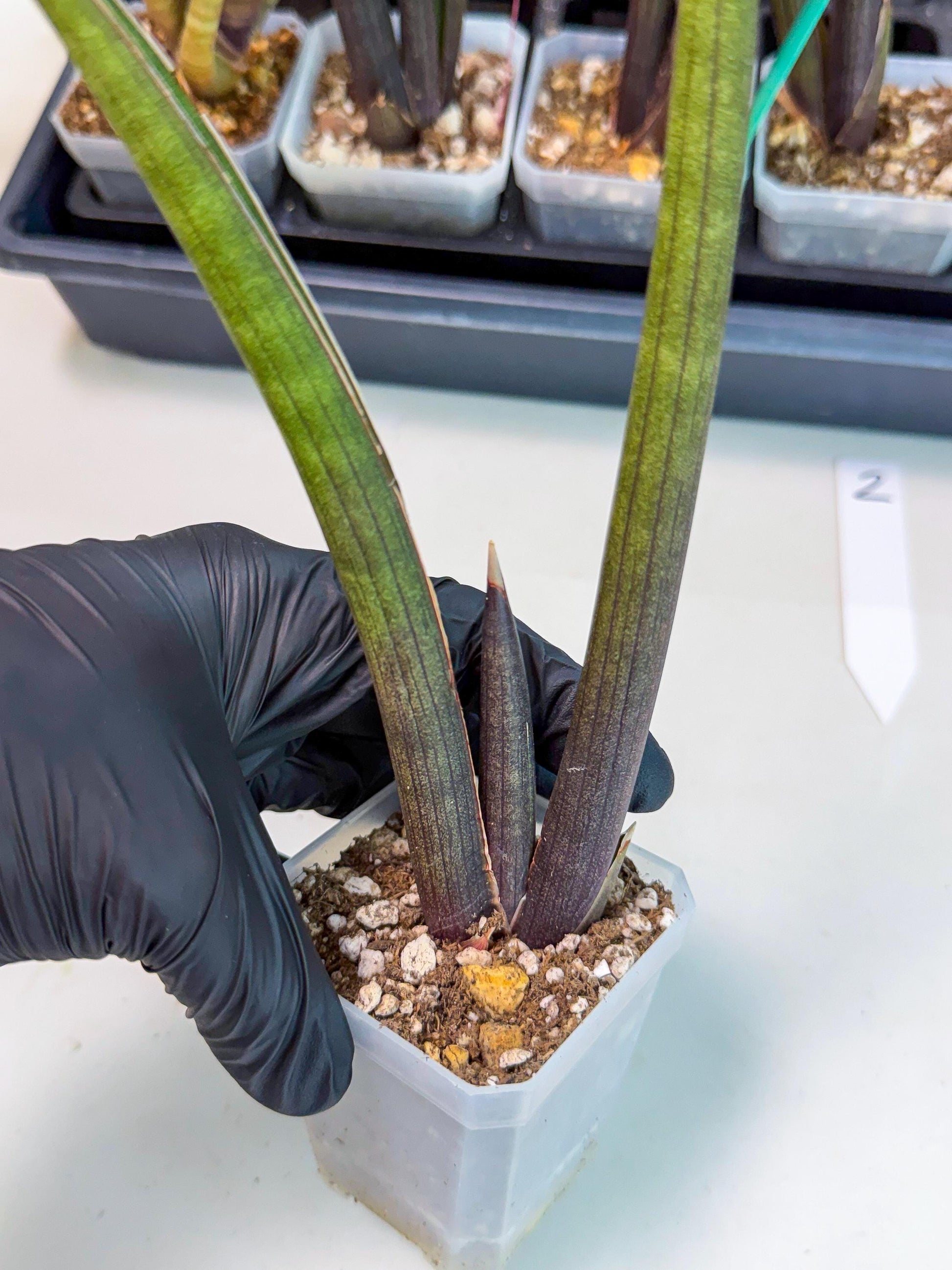 Sansevieria Pink Cell (2) | Color changes seasonally