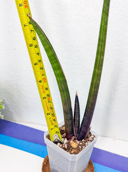 Sansevieria Pink Cell (2) | Color changes seasonally