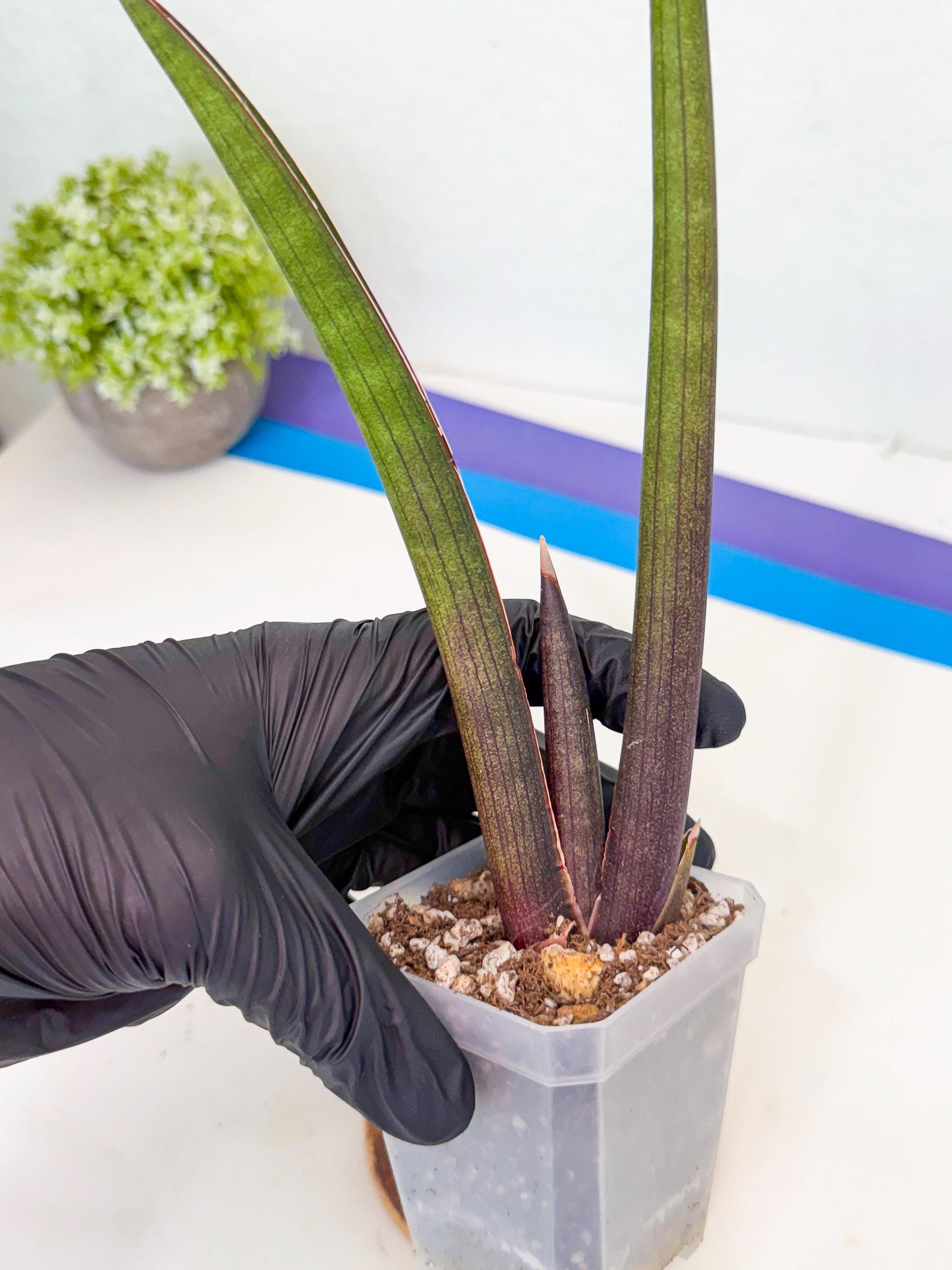 Sansevieria Pink Cell (2) | Color changes seasonally