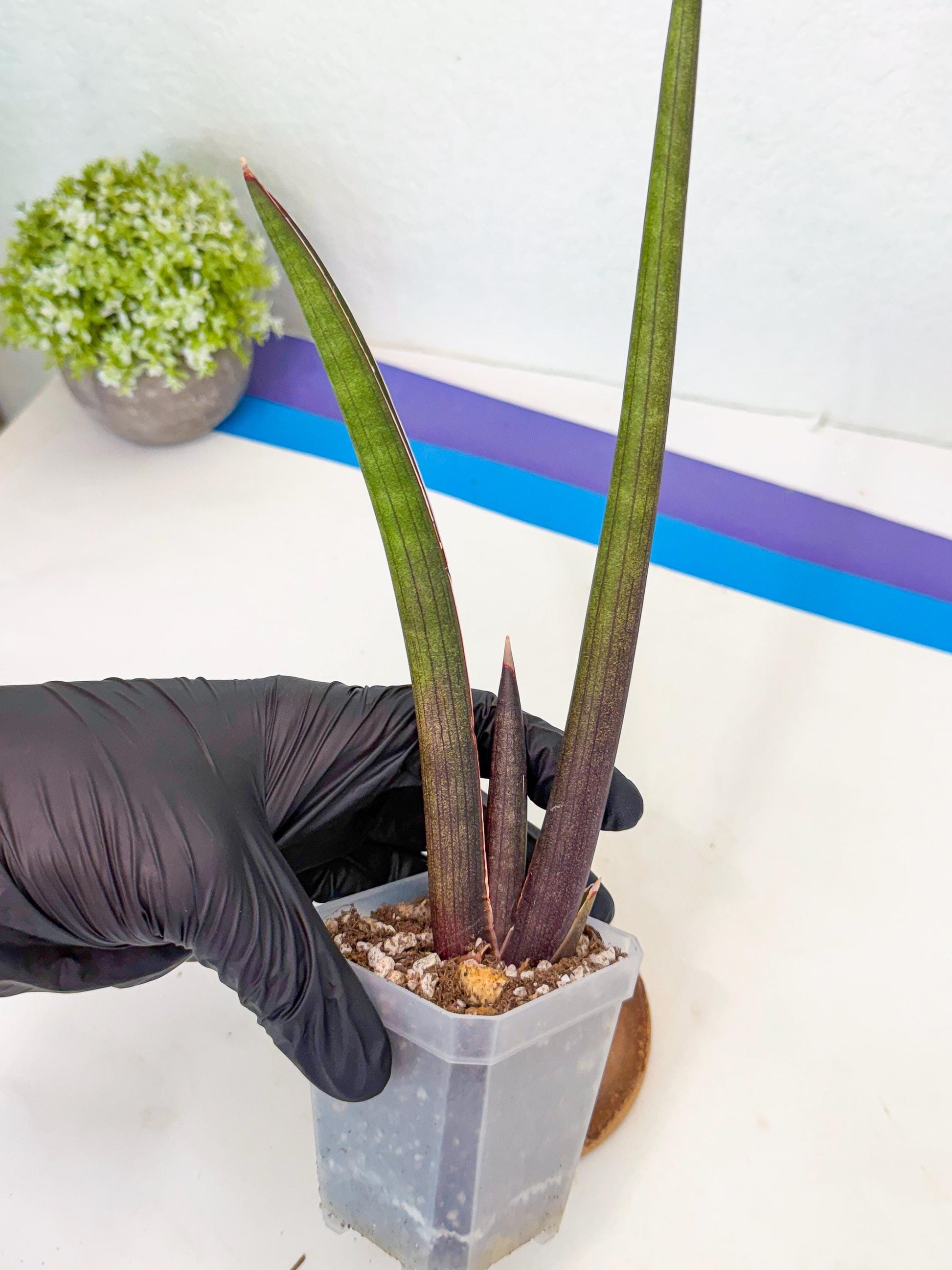 Sansevieria Pink Cell (2) | Color changes seasonally
