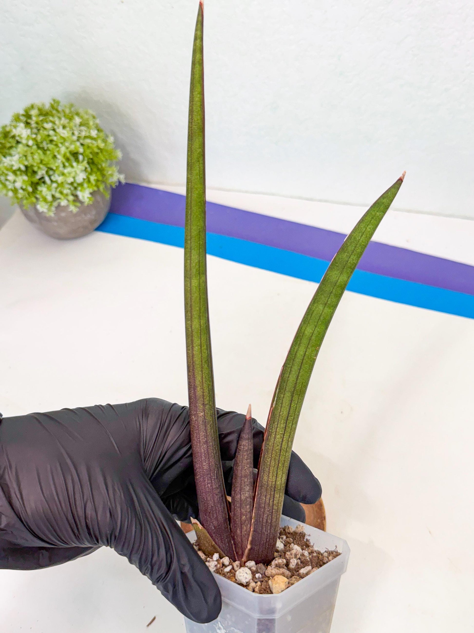 Sansevieria Pink Cell (2) | Color changes seasonally