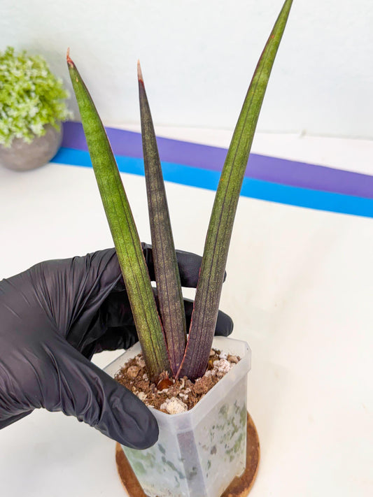 Sansevieria Pink Cell (3) | Color changes seasonally