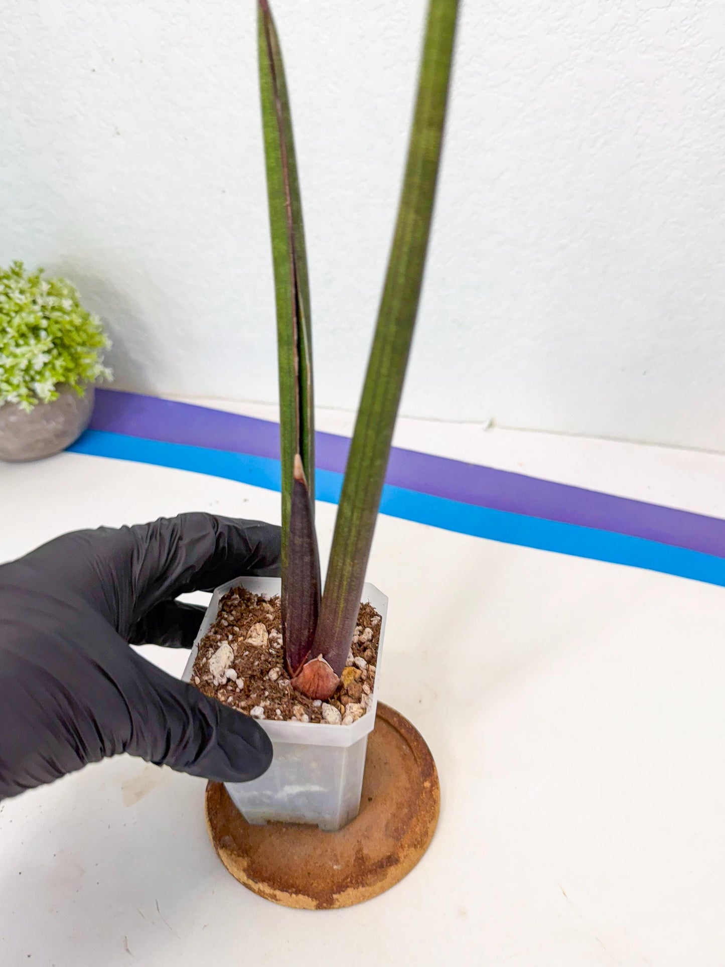 Sansevieria Pink Cell (6) | Color changes seasonally