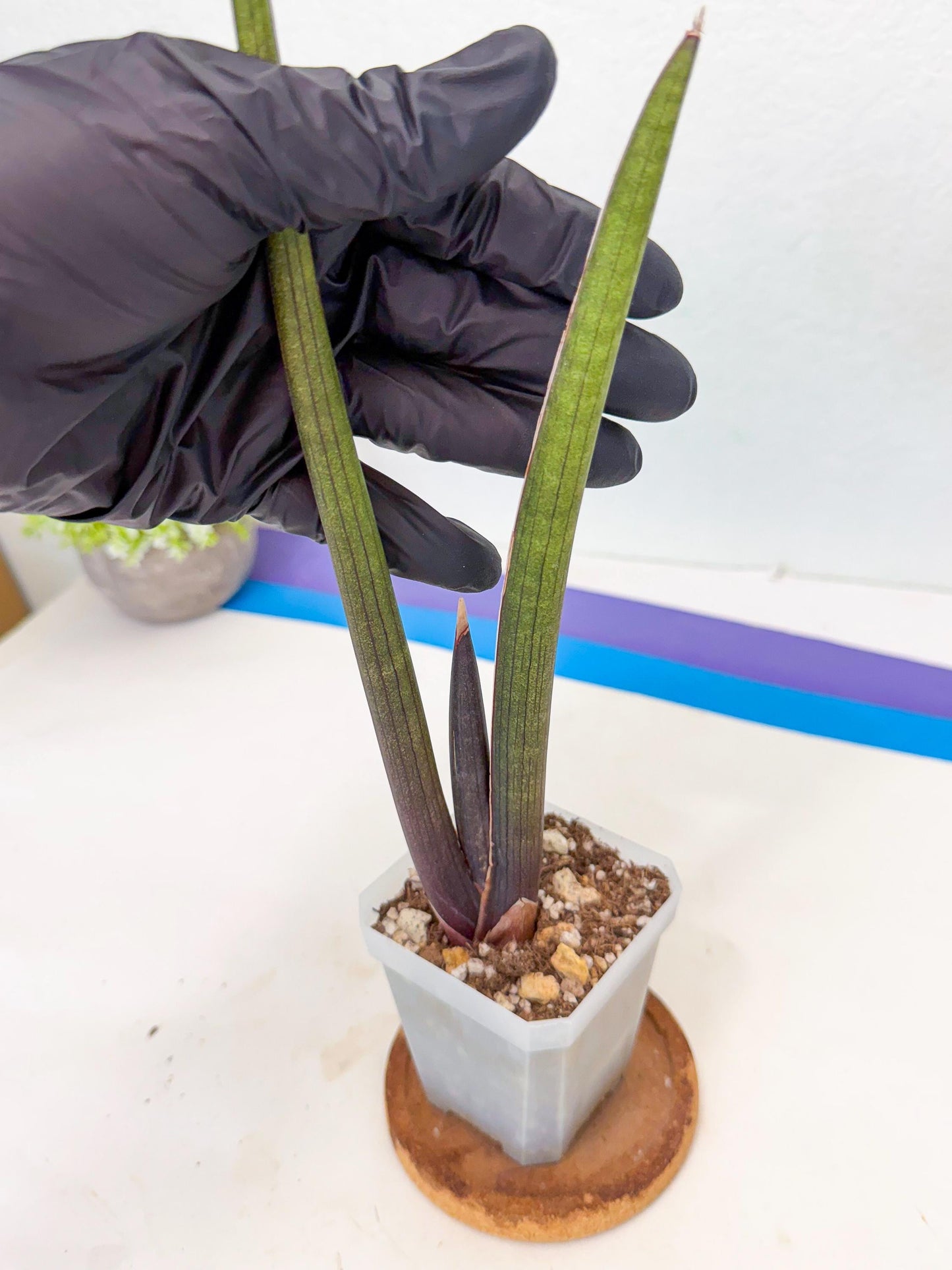 Sansevieria Pink Cell (6) | Color changes seasonally
