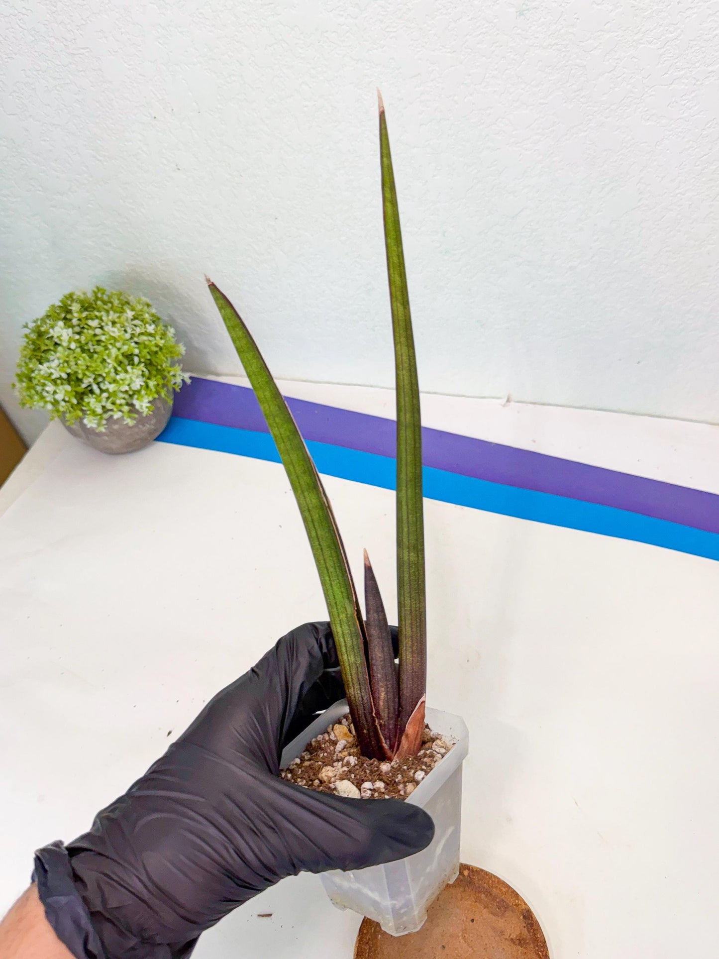 Sansevieria Pink Cell (6) | Color changes seasonally