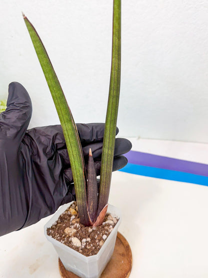 Sansevieria Pink Cell (6) | Color changes seasonally