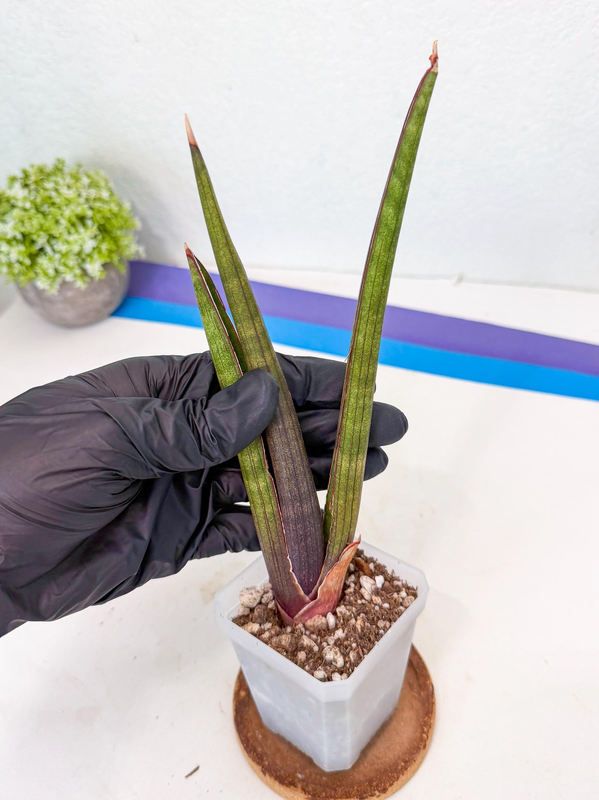 Sansevieria Pink Cell (7) | Color changes seasonally