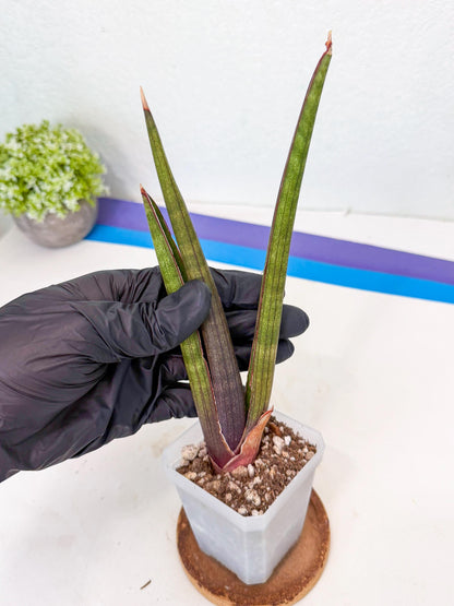 Sansevieria Pink Cell (7) | Color changes seasonally
