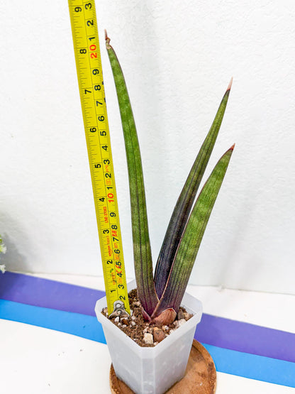 Sansevieria Pink Cell (7) | Color changes seasonally