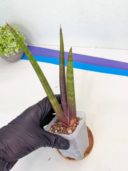 Sansevieria Pink Cell (7) | Color changes seasonally