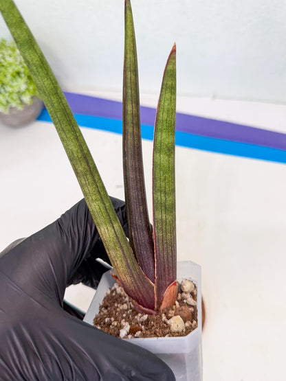 Sansevieria Pink Cell (7) | Color changes seasonally