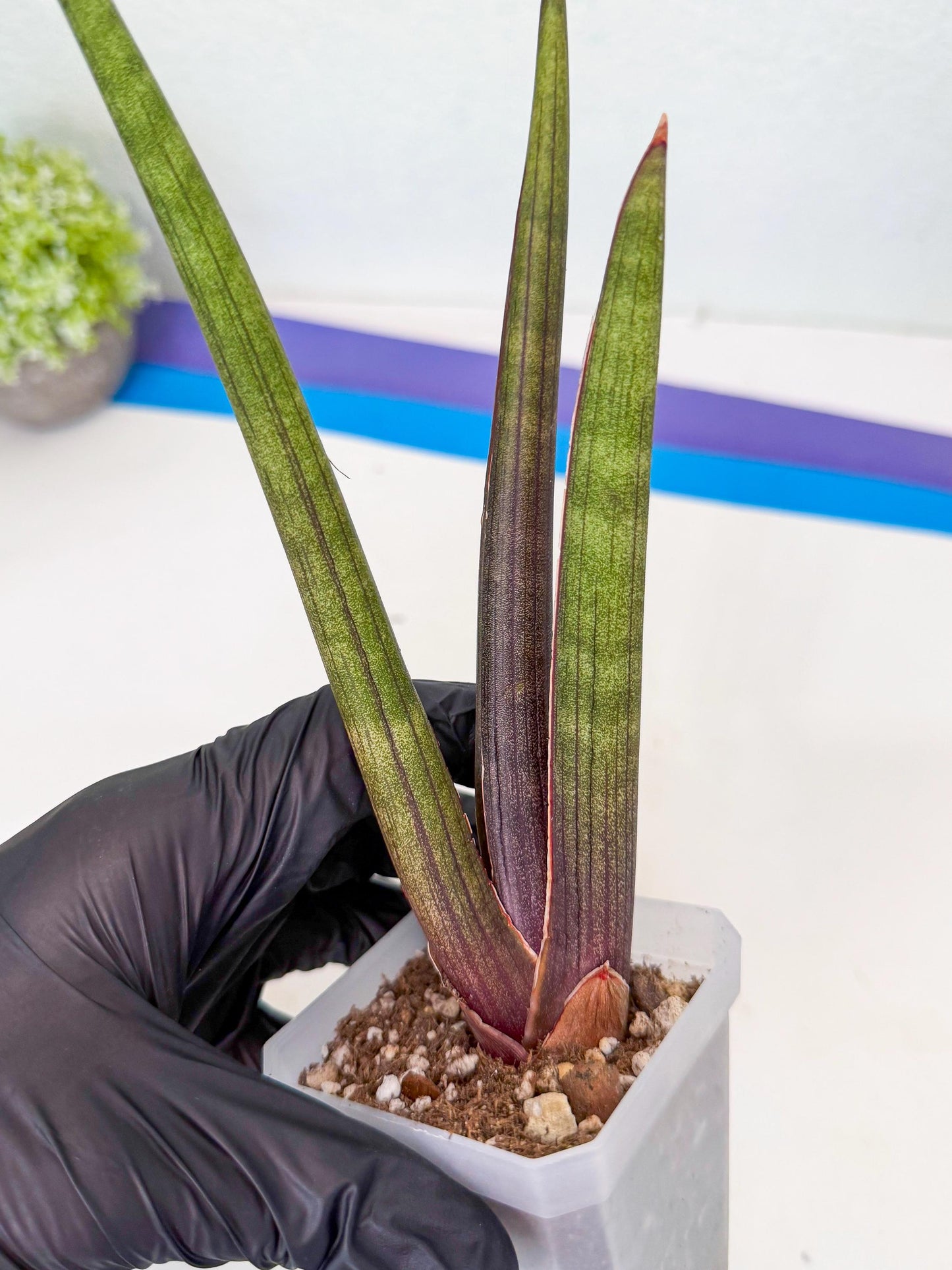 Sansevieria Pink Cell (7) | Color changes seasonally