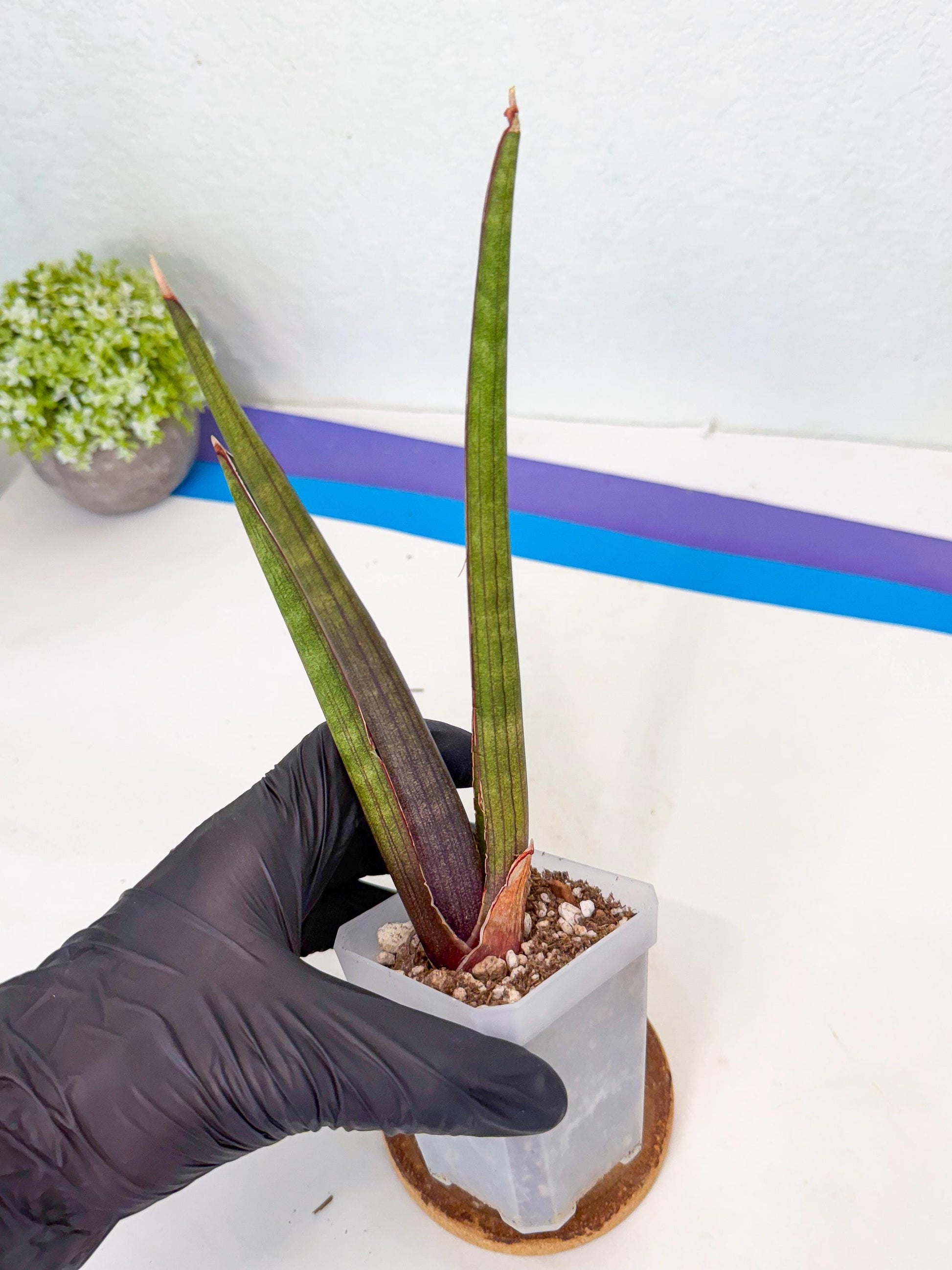 Sansevieria Pink Cell (7) | Color changes seasonally