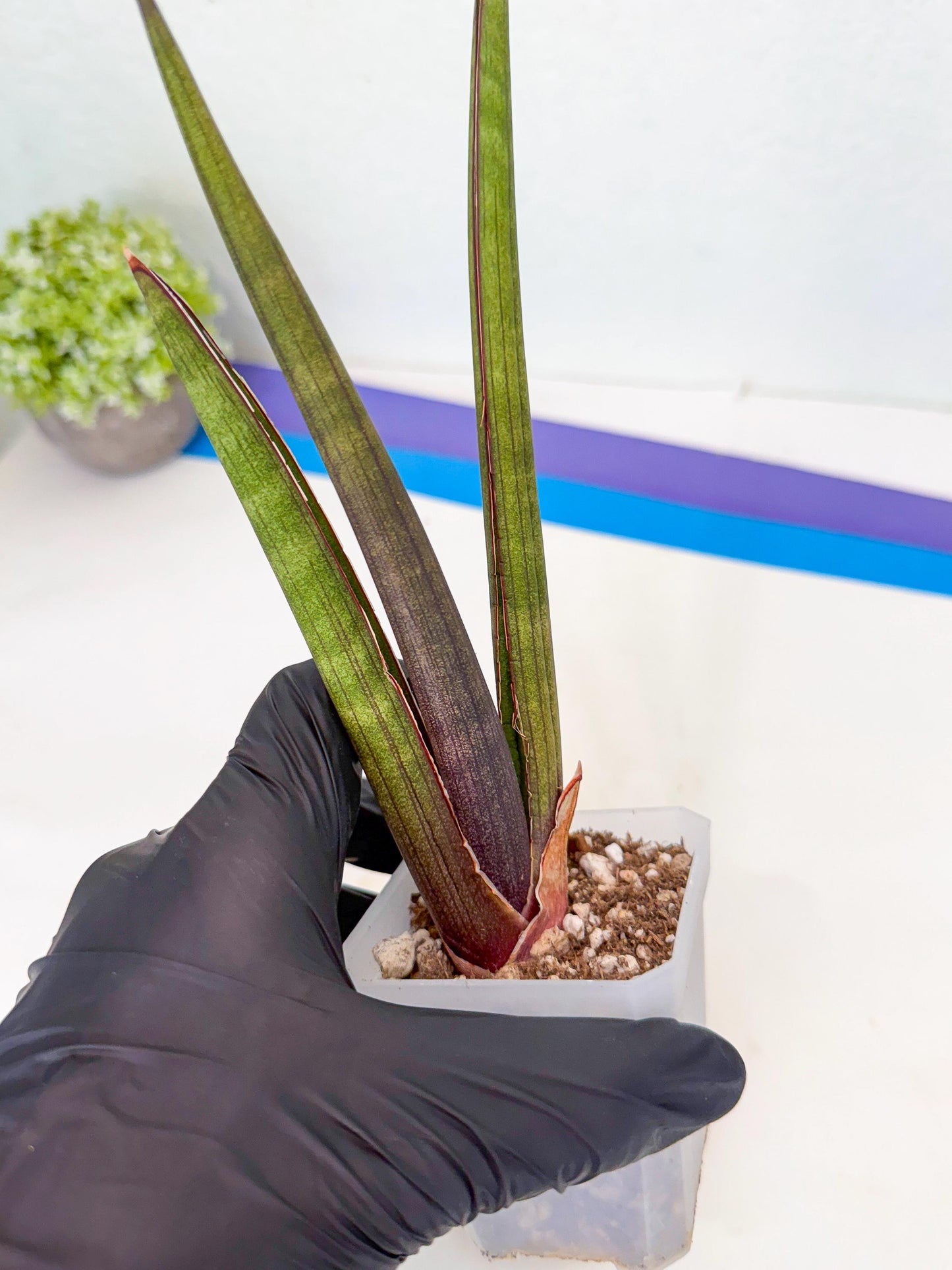 Sansevieria Pink Cell (7) | Color changes seasonally