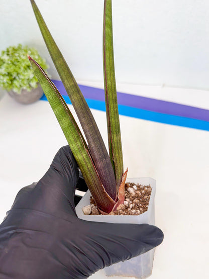Sansevieria Pink Cell (7) | Color changes seasonally