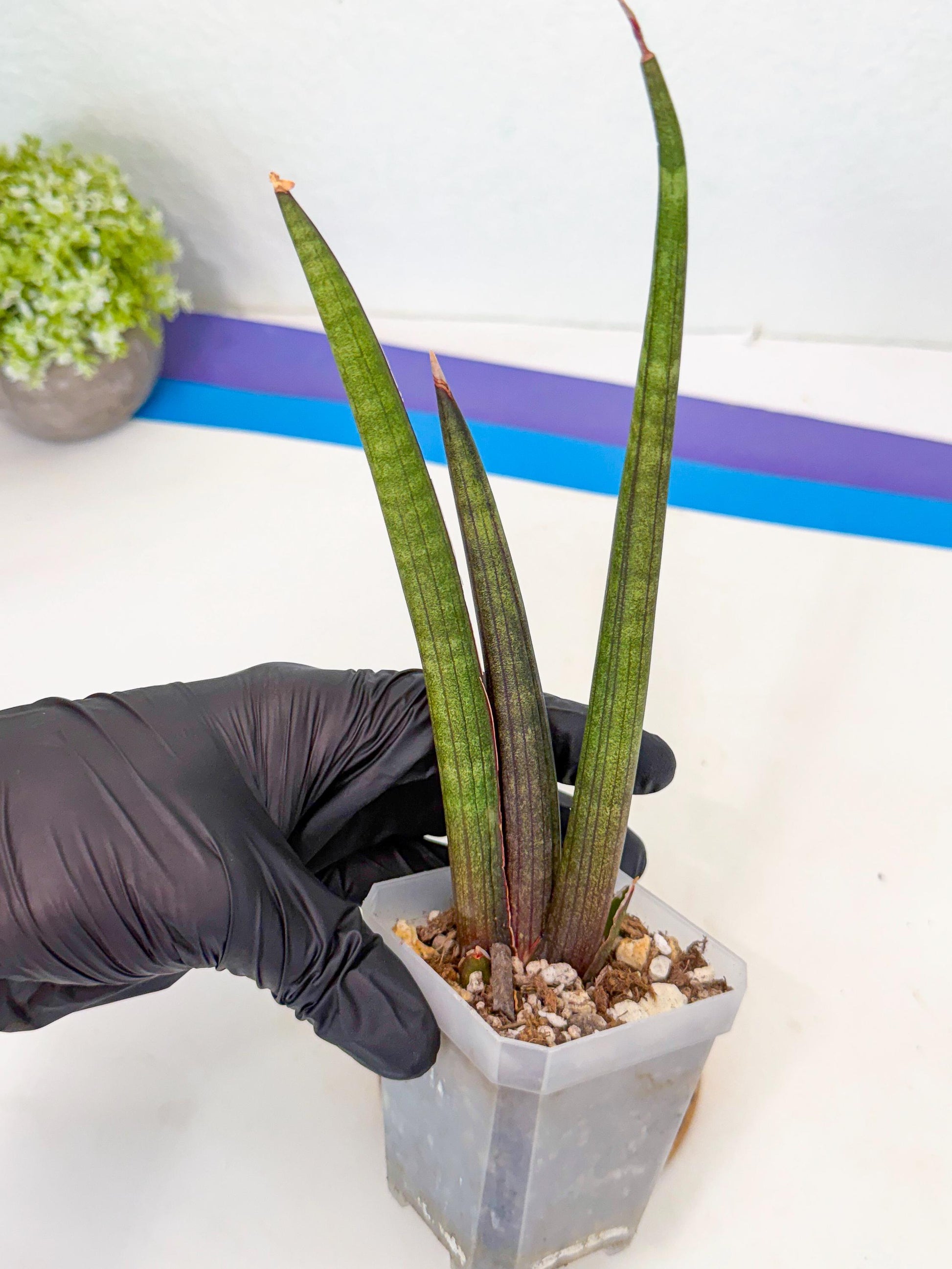Sansevieria Pink Cell (8) | Color changes seasonally