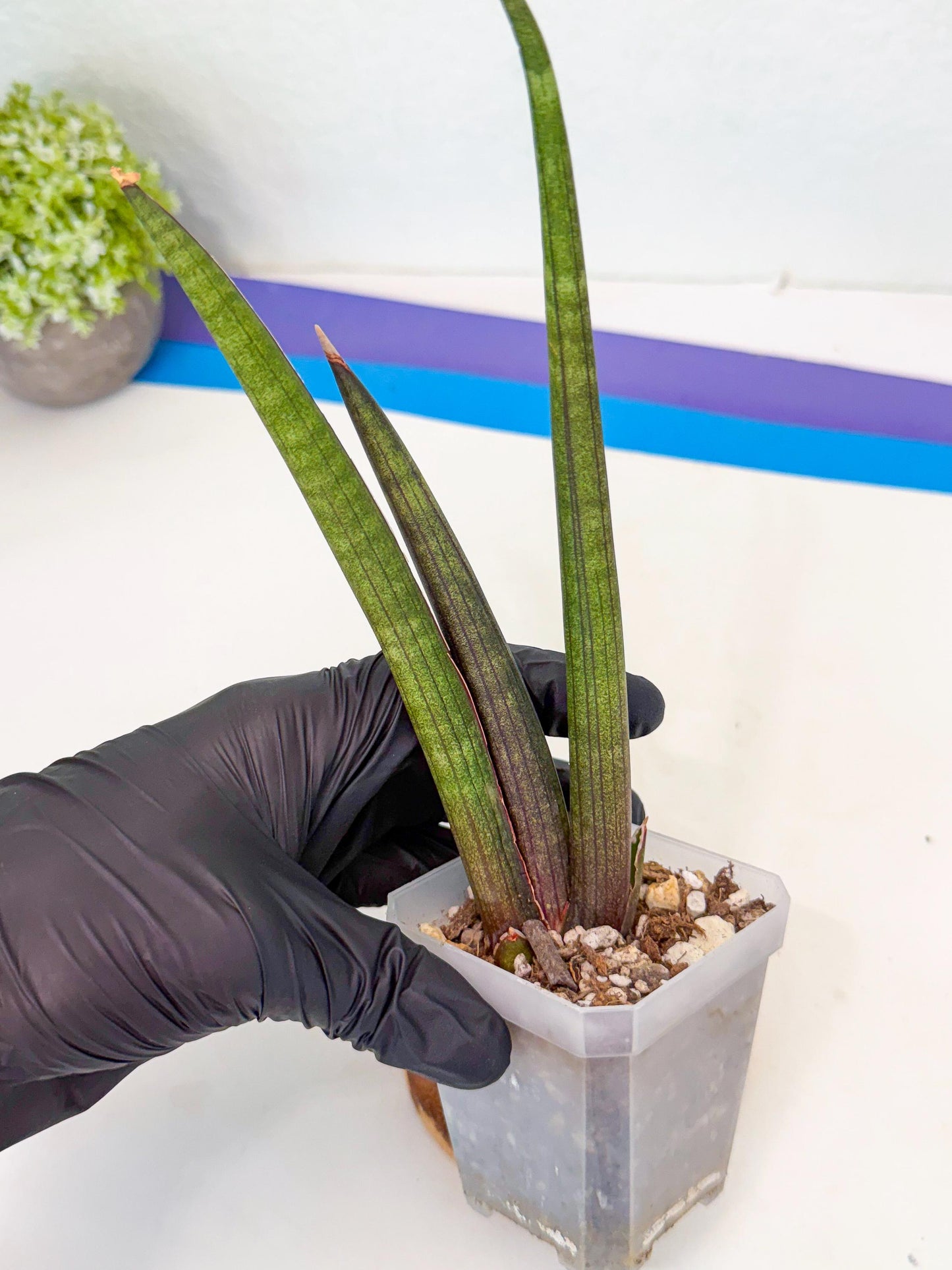 Sansevieria Pink Cell (8) | Color changes seasonally